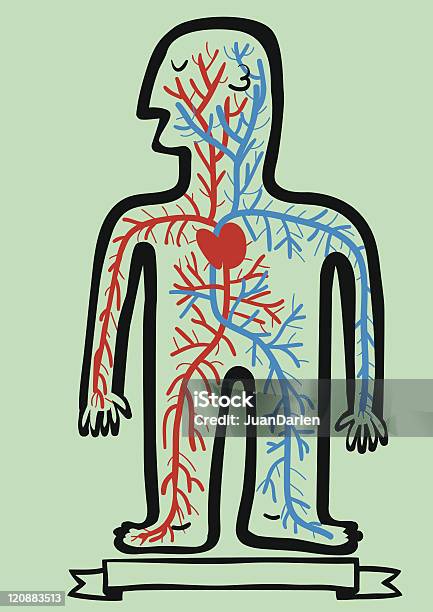 Sistema Circolatorio Umano - Immagini vettoriali stock e altre immagini di Adulto - Adulto, Anatomia umana, Anidride carbonica