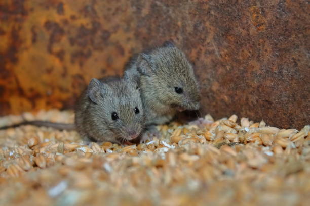 dos pequeños ratones salvajes - mouse rodent animal field mouse fotografías e imágenes de stock
