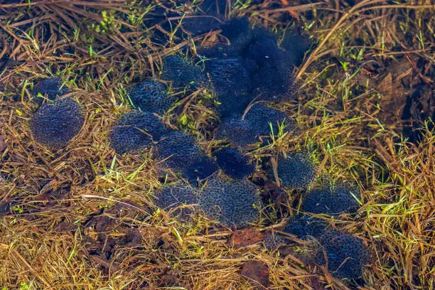 Frogspawn in a pond in spring