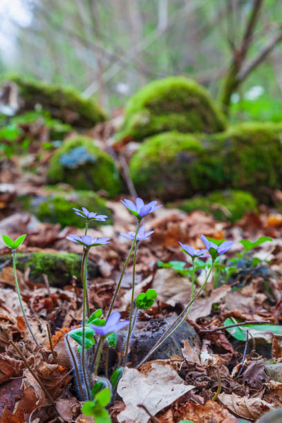 istock Beautiful Anemone hepatica flowers in the spring 1208837263
