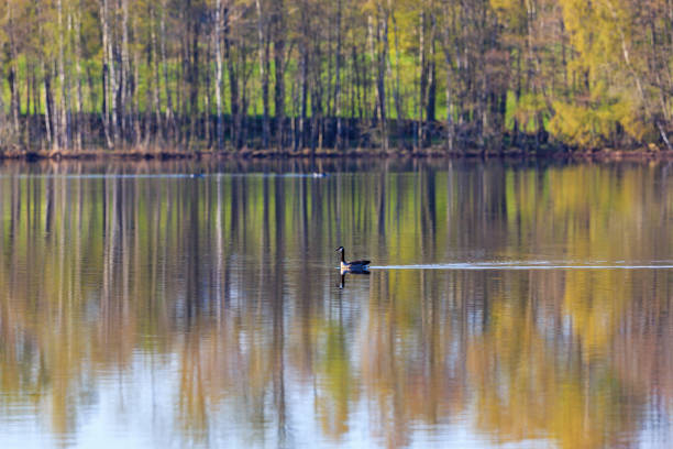 Canada goose swimming in a lake at springtime