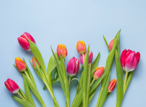 istock bright fresh bouquet of pink tulips on a blue background 1208841630