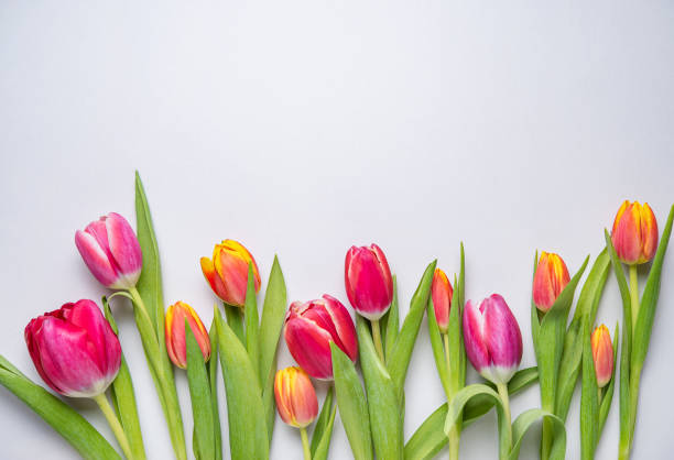 istock bright fresh bouquet of pink tulips on a blue background 1208841655