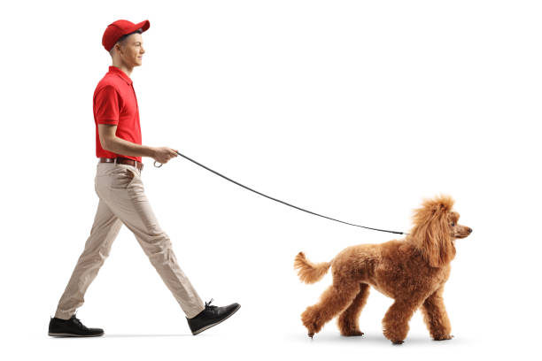 istock Young male dog walker with a red poodle 1208842803