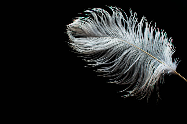 white  feather on black background,copy space - ostrich bird wind fluffy imagens e fotografias de stock