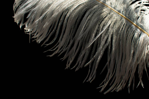 white  feather on black background,copy space - ostrich bird wind fluffy imagens e fotografias de stock