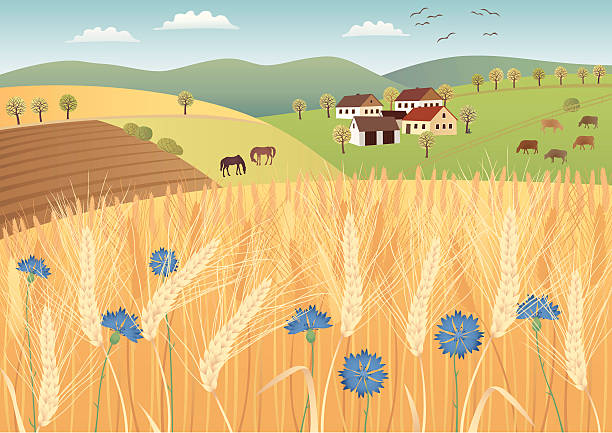 Grain fields Fields ready to harvest... straw house stock illustrations