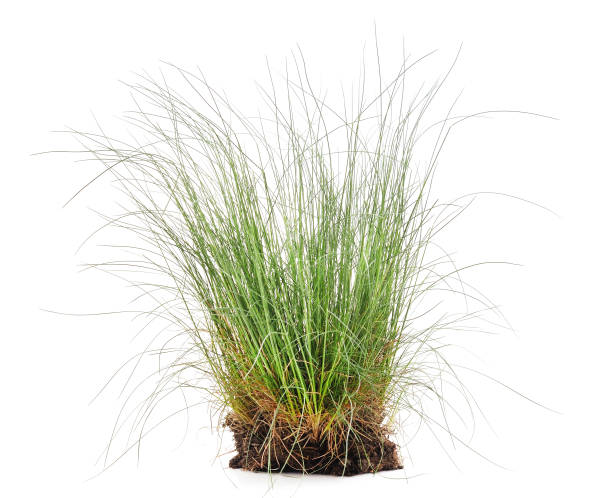 istock Bunch of green grass. 1208847371