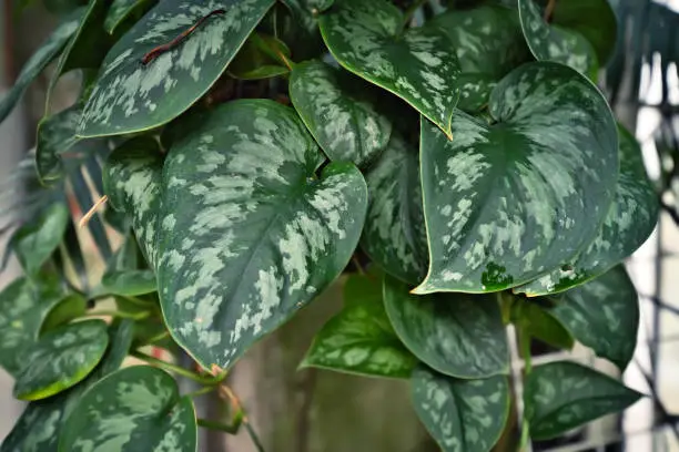 Photo of Tropical 'Scindapsus Pictus Argyraeus', also called 'Satin Pothos' with big beautiful leaves with velvet texture and silver spot pattern