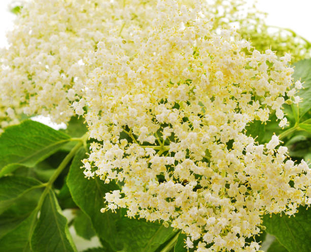 istock Bouquet of beautiful elderberry. 1208847868