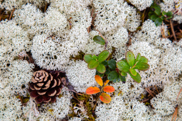 White reindeer moss (Cladonia stellaris)backround an important food source in arctic regions for reindeer and caribou during the winter months
