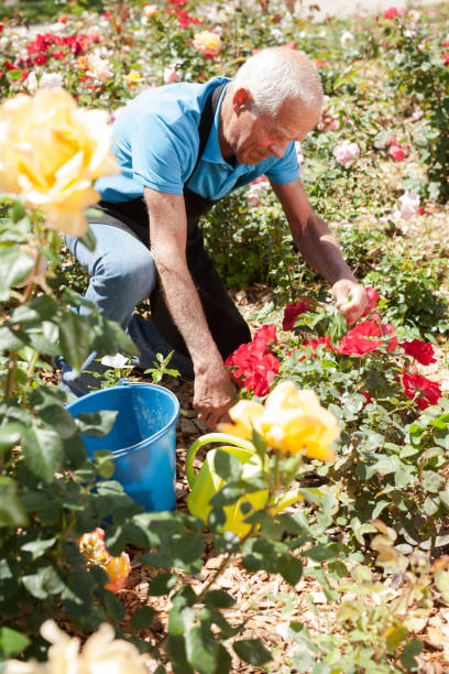 istock Man cutting with scissors roses bushes 1208848149