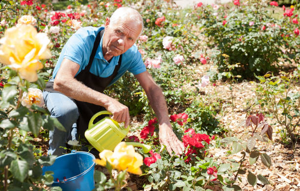 istock Male taking care and watering roses 1208848151