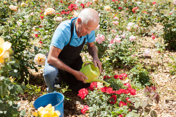istock Man watering roses at flower bed 1208848159