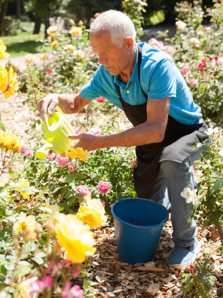 istock Man watering rose bushes 1208848279