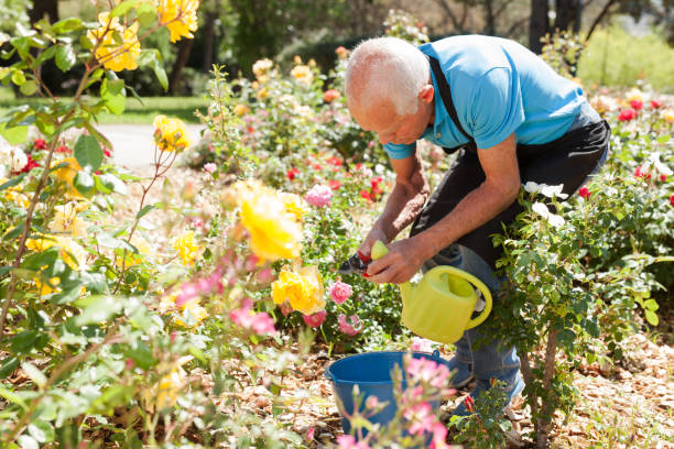 istock Man cutting with scissors roses bushes 1208848281