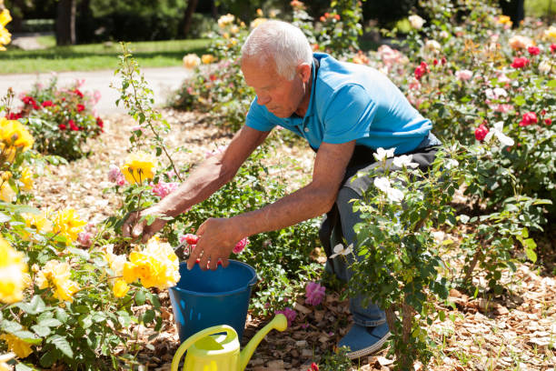 istock Man cutting back shoots of rose bushes 1208848285