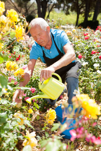 istock Male taking care and watering roses 1208848293