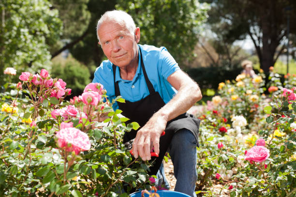 istock Man cutting with scissors roses bushes 1208848606