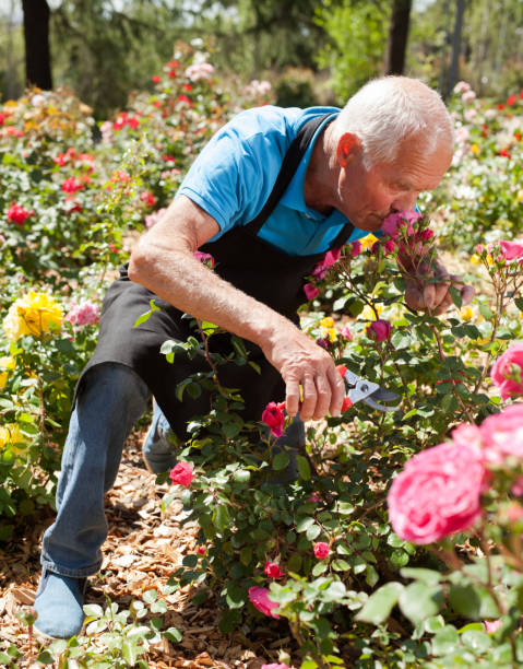 istock Man cutting back shoots of rose bushes 1208848809