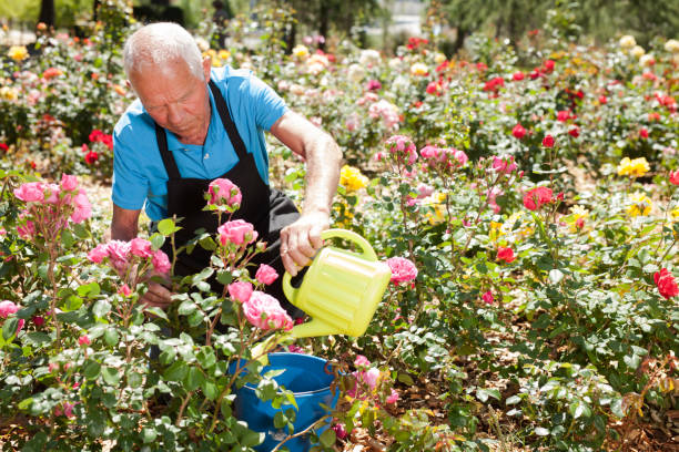 istock Male taking care and watering roses 1208848811
