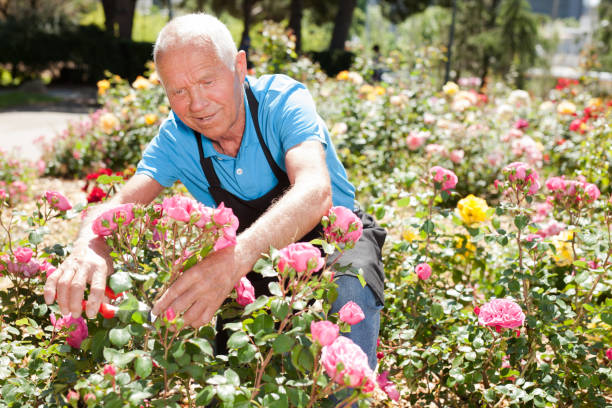 istock Man cutting back shoots of rose bushes 1208848819