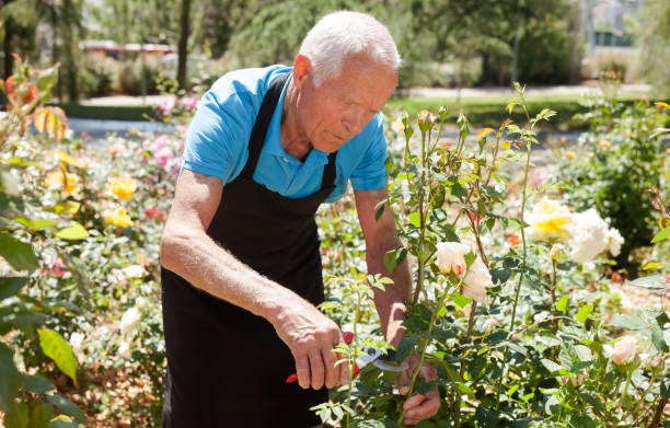 istock Man cutting back shoots of rose bushes 1208848832