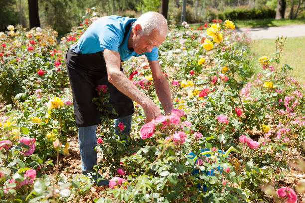 istock Man cutting with scissors roses bushes 1208848842