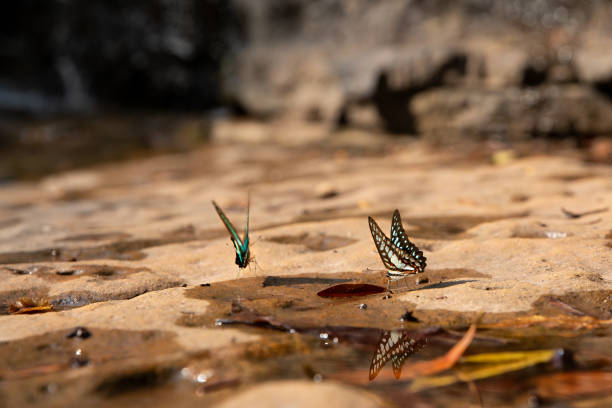 Butterflies with Reflektion on a tropical waterfall