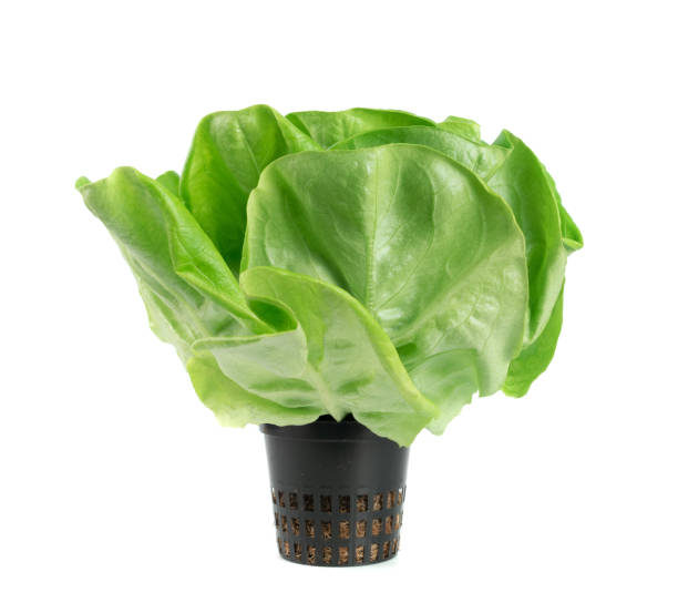istock Raw fresh boston lettuce salad or butterhead isolated on white 1208849796