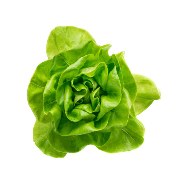 istock Raw fresh boston lettuce salad or butterhead isolated on white 1208849798