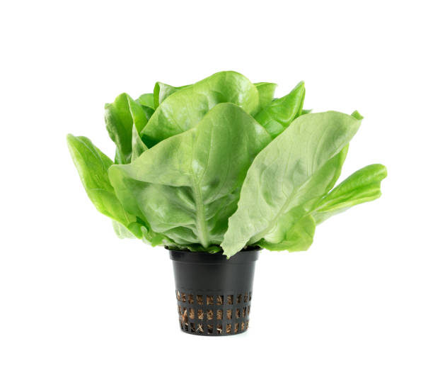 istock Raw fresh boston lettuce salad or butterhead isolated on white 1208849817