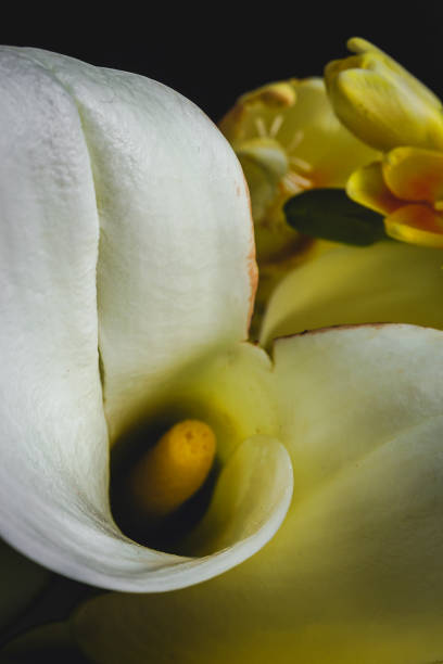 istock Beautiful bouquets of fresh spring flowers 1208851597