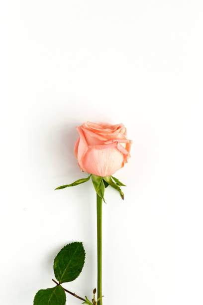 istock Beautiful bouquets of fresh spring flowers 1208852209