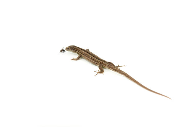 istock brown lizard and it's prey a fly on a white background 1208852366
