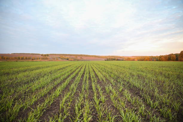 istock background of small green wheat sprouts 1208852374