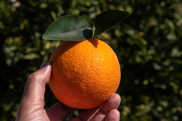 istock One Freshly Picked Orange Held in a Man's Hand 1208853060