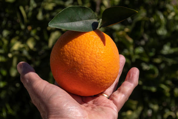 istock One Freshly Picked Orange Held in a Man's Hand 1208853064