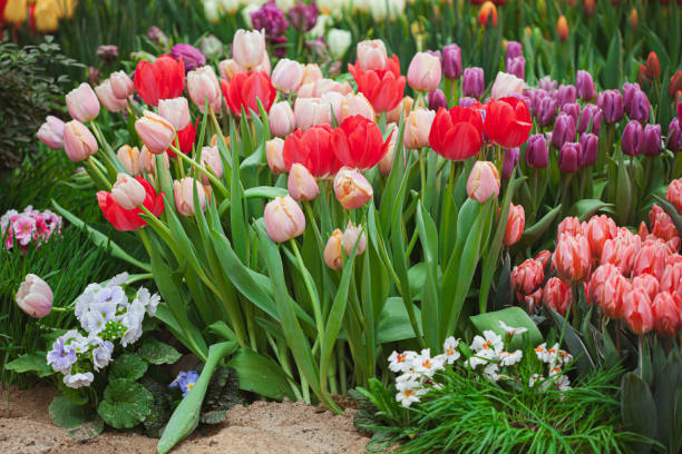 istock Beautiful multi-colored tulips in the garden 1208855569
