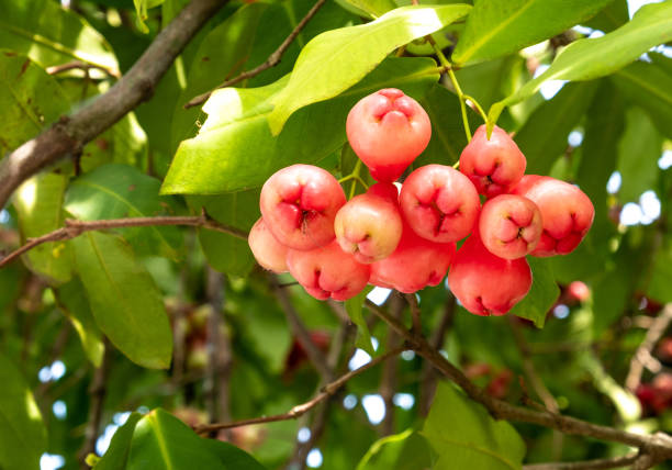 Watery rose apple tropical fruits the branch of tree closeup. Watery rose apple tropical fruits on the branch of tree closeup.  Baby rose apple tree Bell fruit (Fresh Syzygium aqueum). water apple stock pictures, royalty-free photos & images