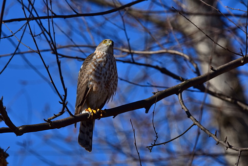 A sharp-shinned hawk is perched on a birch tree limb surveying his surroundings in a backyard in Maryland.