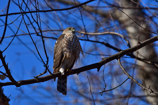 A sharp-shinned hawk is perched on a birch tree limb surveying his surroundings in a backyard in Maryland.