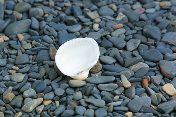 shell on the background of smooth sea stones with copy space