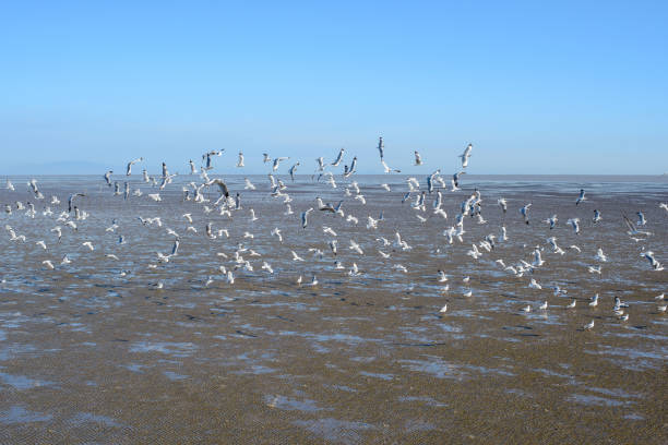 istock Many seagulls are feeding when the sea water decreases 1208856401