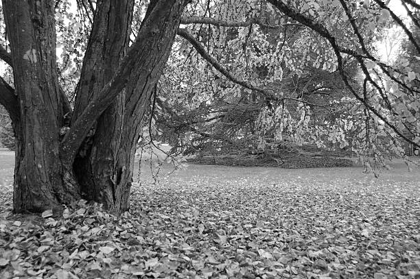 istock Autumn on the island of Mainau 120885928