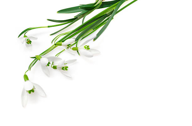 istock Group of snowdrop flowers  isolated on white background 120885950