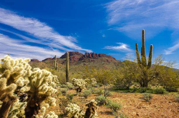 istock Scenic View of the Sonoran Desert 1208859945