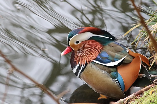 Close up of mandarin duck on river bank
