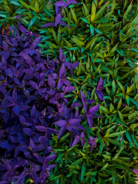 A plant that grows with green and purple leaves