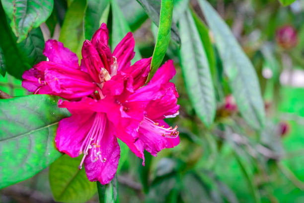 istock beautiful pink rhododendron in bloom 1208860876